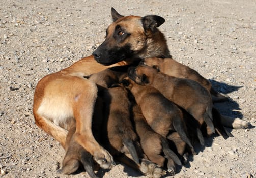 female purebred belgian shepherd and her eleven puppies