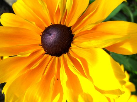 A Rudbeckia flower in the summertime sunshine.
