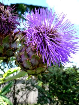 Close up view of a Thistle flower