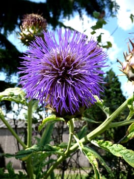 Close up view of a Thistle flower