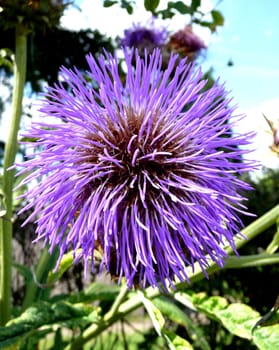 Close up view of a Thistle flower