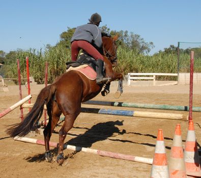 training of competiyion in jumping for a woman and her brown horse
