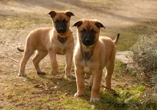 two young puppies purebred belgian shepherds malinois