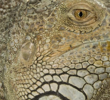 close-up of an eye of a green iguana