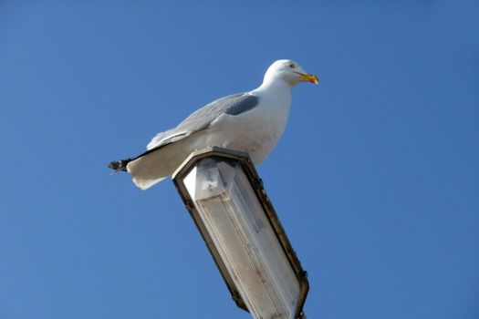 A Seagull that is sitting on a lamppost.