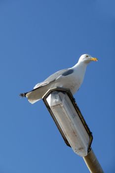 A Seagull that is sitting on a lamppost.