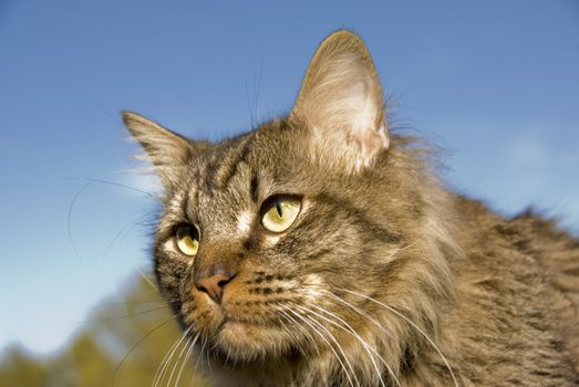 portrait of a beautiful wild cat in a field