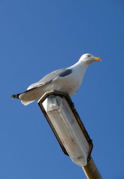 A Seagull that is sitting on a lamppost.