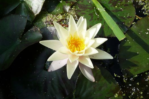 Close up view of a water Lilly flower.