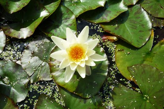 Close up view of a water Lilly flower.