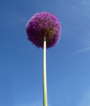 Close up view of some rather spherical looking flowers with a sky background.