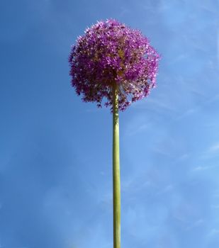 Close up view of some rather spherical looking flowers with a sky background.