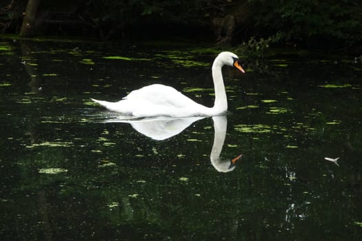 A swan that is floating on water in a pond.