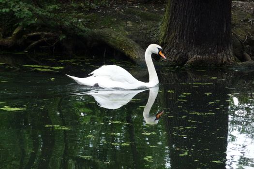 A swan that is floating on water in a pond.