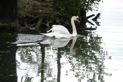 A swan that is floating on water in a pond.