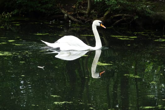 A swan that is floating on water in a pond.