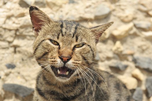 meowing male old cat in front of a wall