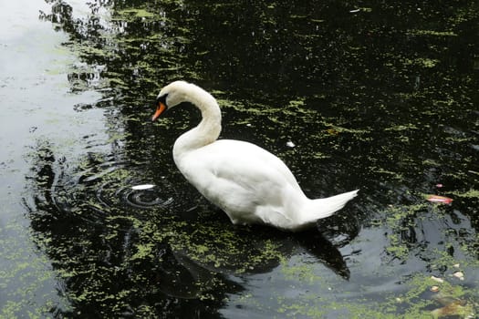 A swan that is floating on water in a pond.