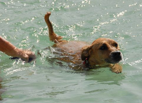 swimming old dog in sea for his health and his remedy