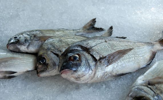 fishes on ice in a market in corsica