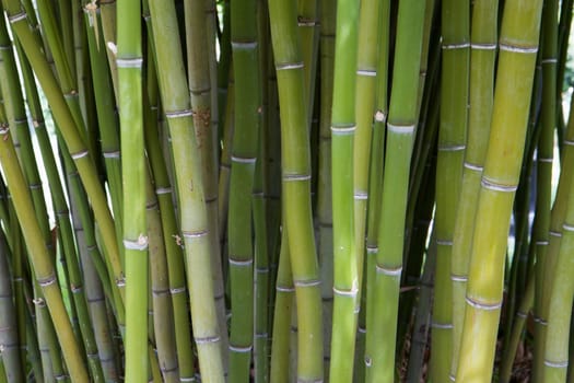 Thick clump of green bamboo tree trunks