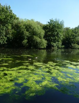 A typical countryside scene showing a lake and trees.