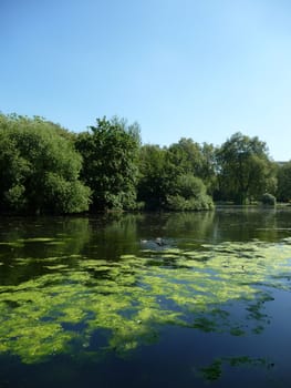 A typical countryside scene showing a lake and trees.