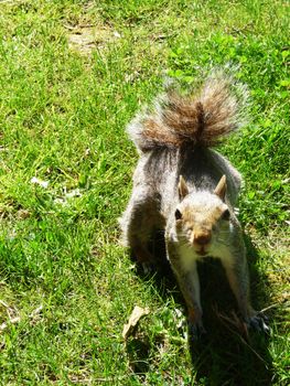 A close up view of a squirrel.