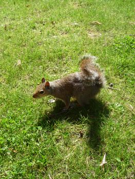 A close up view of a squirrel.