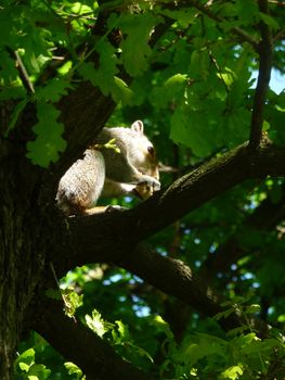 A close up view of a squirrel.
