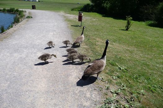 A Canadian geese family in Hainault Forest park.