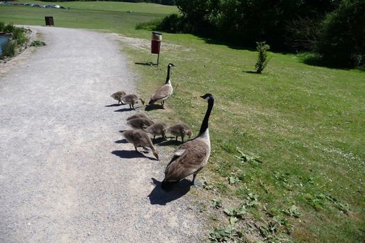 A Canadian geese family in Hainault Forest park.