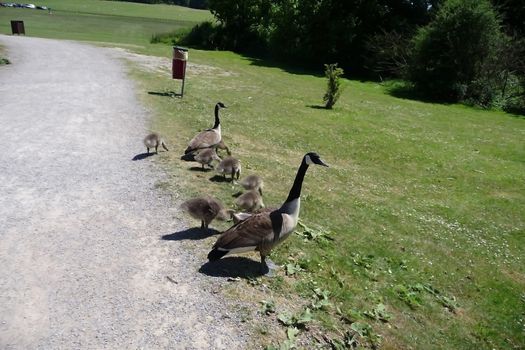 A Canadian geese family in Hainault Forest park.