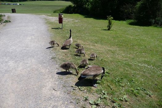 A Canadian geese family in Hainault Forest park.