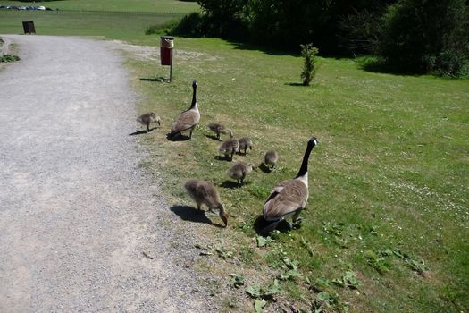 A Canadian geese family in Hainault Forest park.