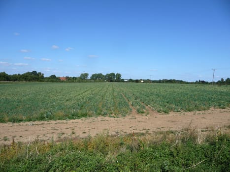 A view of some farm land in Cambridge.