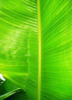 Close up of a giant tropical plant leaf.