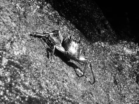 A crab on the rocks in Gran Canaria.