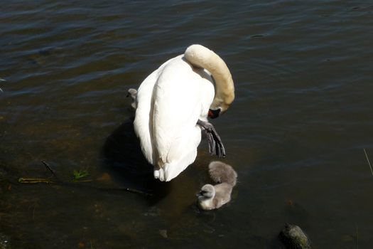 A swan and signets on the water.