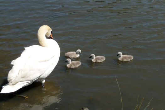 A swan and signets on the water.