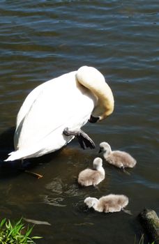A swan and signets on the water.