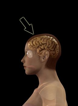 A image of a brain inside a womens head.
