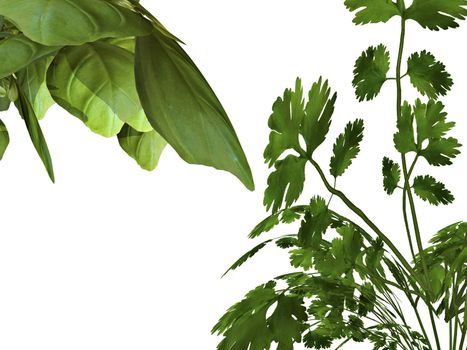 basil and parsley leaves on white background