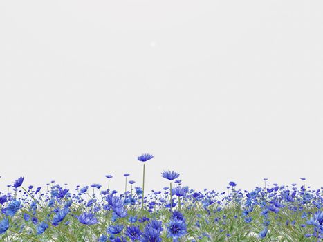 illustration of blue cornflower background