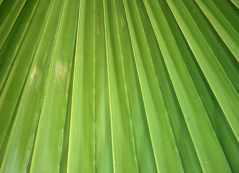 palm tree leaf texture