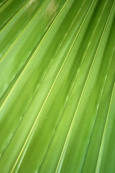 palm tree leaf texture