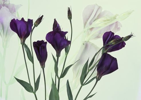 five purple crocus on coloured background