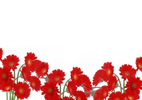 red daisies on white background