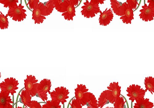 red daisies on white background