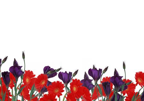 red daisies and crocus on white background